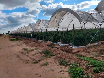 OPORTUNIDAD RANCHO AGRICOLA CON MACROTUNELES CON POZO, TIERRAS DE PRIMERA EN DOLORES HIDALGO, CON ACCESO CERCA CARRETERA Y A UN SUPER PRECIO