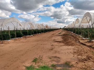 OPORTUNIDAD RANCHO AGRICOLA CON MACROTUNELES CON POZO, TIERRAS DE PRIMERA EN DOLORES HIDALGO, CON ACCESO CERCA CARRETERA Y A UN SUPER PRECIO
