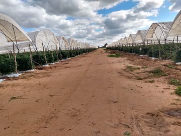 OPORTUNIDAD RANCHO AGRICOLA CON MACROTUNELES CON POZO, TIERRAS DE PRIMERA EN DOLORES HIDALGO, CON ACCESO CERCA CARRETERA Y A UN SUPER PRECIO