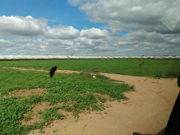OPORTUNIDAD RANCHO AGRICOLA CON MACROTUNELES CON POZO, TIERRAS DE PRIMERA EN DOLORES HIDALGO, CON ACCESO CERCA CARRETERA Y A UN SUPER PRECIO