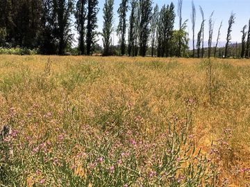 VENDE HERMOSAS PARCELAS, 5.000 M2, PLANAS, SECTOR ABRANTES, CAMINO CHACALLURA, PAINE, REGION METROPOLITANA