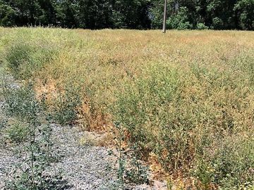 VENDE HERMOSAS PARCELAS, 5.000 M2, PLANAS, SECTOR ABRANTES, CAMINO CHACALLURA, PAINE, REGION METROPOLITANA