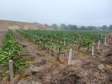 SE VENDE EXCELENTE TERRENO DE CULTIVO CON PLANTACIONES DE PALTA, PITAJAYA, MANDARINA Y MELOCOTON EN PALPA, AUCALLAMA, HUARAL