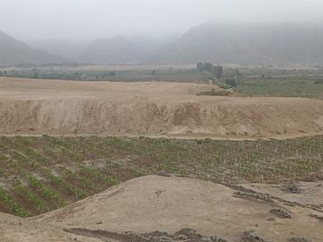 SE VENDE EXCELENTE TERRENO DE CULTIVO CON PLANTACIONES DE PALTA, PITAJAYA, MANDARINA Y MELOCOTON EN PALPA, AUCALLAMA, HUARAL
