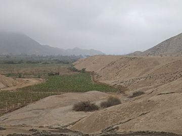 SE VENDE EXCELENTE TERRENO DE CULTIVO CON PLANTACIONES DE PALTA, PITAJAYA, MANDARINA Y MELOCOTON EN PALPA, AUCALLAMA, HUARAL