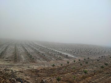 SE VENDE EXCELENTE TERRENO DE CULTIVO CON PLANTACIONES DE PALTA, PITAJAYA, MANDARINA Y MELOCOTON EN PALPA, AUCALLAMA, HUARAL