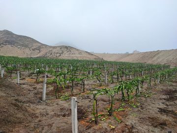 SE VENDE EXCELENTE TERRENO DE CULTIVO CON PLANTACIONES DE PALTA, PITAJAYA, MANDARINA Y MELOCOTON EN PALPA, AUCALLAMA, HUARAL