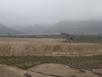 SE VENDE EXCELENTE TERRENO DE CULTIVO CON PLANTACIONES DE PALTA, PITAJAYA, MANDARINA Y MELOCOTON EN PALPA, AUCALLAMA, HUARAL