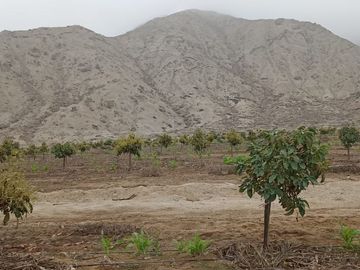 SE VENDE EXCELENTE TERRENO DE CULTIVO CON PLANTACIONES DE PALTA, PITAJAYA, MANDARINA Y MELOCOTON EN PALPA, AUCALLAMA, HUARAL