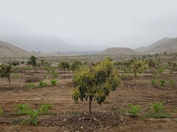 SE VENDE EXCELENTE TERRENO DE CULTIVO CON PLANTACIONES DE PALTA, PITAJAYA, MANDARINA Y MELOCOTON EN PALPA, AUCALLAMA, HUARAL