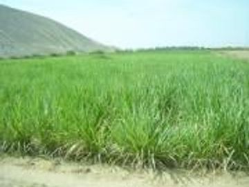 Venta o Alquiler de terreno/chacra en Chincha