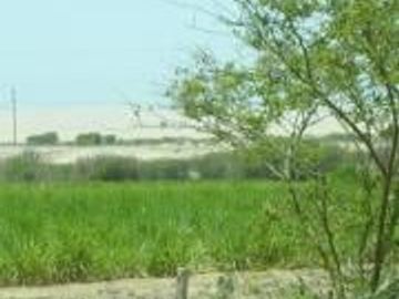 Venta o Alquiler de terreno/chacra en Chincha