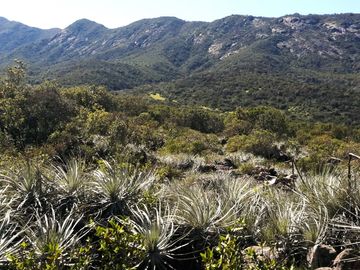 VENDE TERRENO 212 HECTAREAS, RINCONADA IDAHUE, COLTAUCO, VEGETACION, FAUNA, SENDEROS, VERTIENTES, VISTA Y SERVIDUMBRE