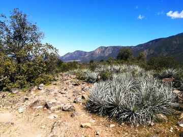 VENDE TERRENO 212 HECTAREAS, RINCONADA IDAHUE, COLTAUCO, VEGETACION, FAUNA, SENDEROS, VERTIENTES, VISTA Y SERVIDUMBRE