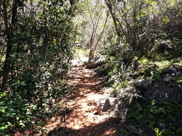 VENDE TERRENO 212 HECTAREAS, RINCONADA IDAHUE, COLTAUCO, VEGETACION, FAUNA, SENDEROS, VERTIENTES, VISTA Y SERVIDUMBRE