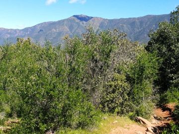 VENDE TERRENO 212 HECTAREAS, RINCONADA IDAHUE, COLTAUCO, VEGETACION, FAUNA, SENDEROS, VERTIENTES, VISTA Y SERVIDUMBRE