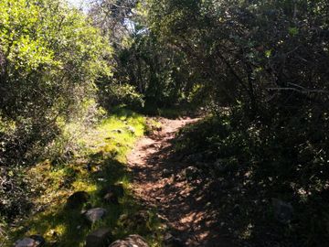 VENDE TERRENO 212 HECTAREAS, RINCONADA IDAHUE, COLTAUCO, VEGETACION, FAUNA, SENDEROS, VERTIENTES, VISTA Y SERVIDUMBRE