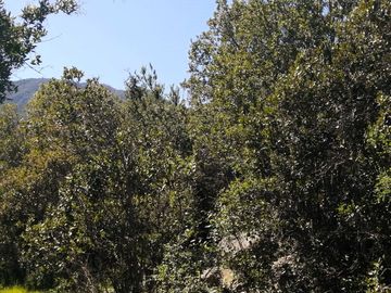 VENDE TERRENO 212 HECTAREAS, RINCONADA IDAHUE, COLTAUCO, VEGETACION, FAUNA, SENDEROS, VERTIENTES, VISTA Y SERVIDUMBRE