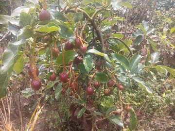 VENDO FINCA DE TRABAJO EN BARBOSA ANTIOQUIA.