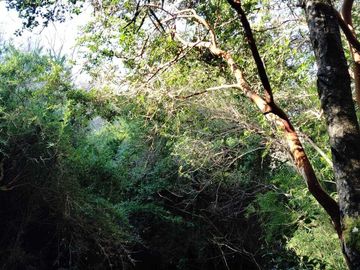 VENDO HERMOSA PARCELA CON MAJESTUOSO PAISAJE CORDILLERANO RODEADA POR ESTERO EN KM46.5 A LAS TERMAS DE CHILLAN