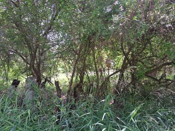 TERRENO EN VENTA EN APODACA, NUEVO LEON, ZONA SANTA ROSA, INVERSIONISTAS, 42585 M2, MUY CERCA VALLE LA RIOJA