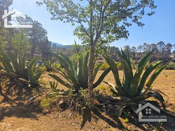 TERRENO UBICAOD EN EL GUAJOLOTE EPAZOYUCAN $550 EL M2