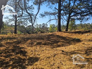 TERRENO UBICAOD EN EL GUAJOLOTE EPAZOYUCAN $550 EL M2