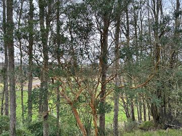 Vendo parcela 5.000 M2 A 3 Kms Río Bueno con Acceso al Río Bueno