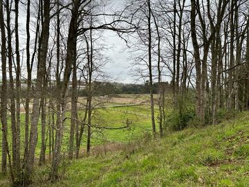 Vendo parcela 5.000 M2 A 3 Kms Río Bueno con Acceso al Río Bueno