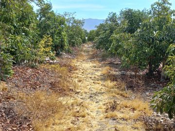 Petorca, parcela en producción con abundante agua.