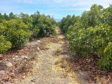 Petorca, parcela en producción con abundante agua.