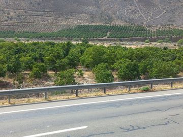 Petorca, parcela en producción con abundante agua.