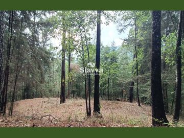 Cabañas inmersas en un grandioso bosque!!