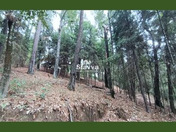 Cabañas inmersas en un grandioso bosque!!
