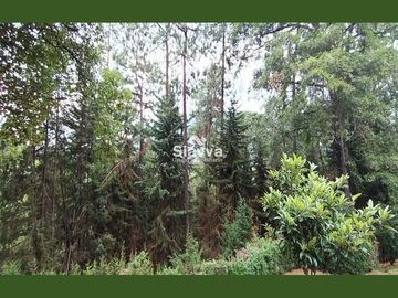 Cabañas inmersas en un grandioso bosque!!
