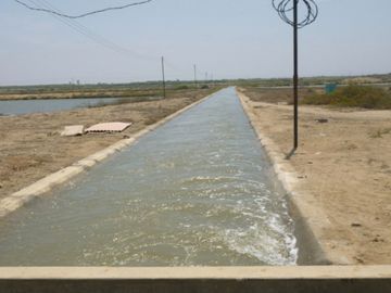 Langostinera en Tumbes de 250 has