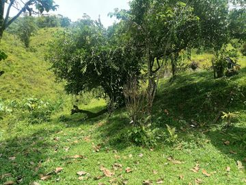 Venta Finca Agropecuaria y Turística en Cocorná Antioquia