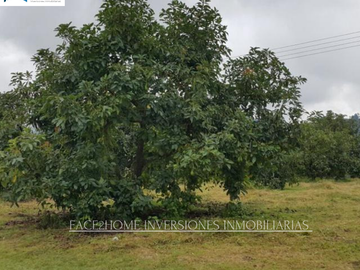 FINCA EN VENTA PRODUCCIÓN   AGUACATERA SANTA ROSA DE CABAL