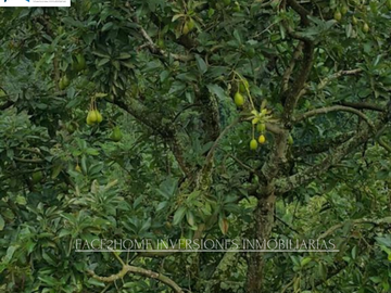 FINCA EN VENTA PRODUCCIÓN   AGUACATERA SANTA ROSA DE CABAL