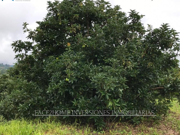 FINCA EN VENTA PRODUCCIÓN   AGUACATERA SANTA ROSA DE CABAL