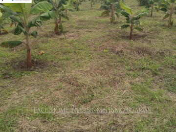 FINCA EN VENTA PRODUCCIÓN   AGUACATERA SANTA ROSA DE CABAL