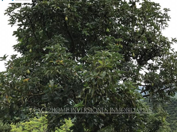 FINCA EN VENTA PRODUCCIÓN   AGUACATERA SANTA ROSA DE CABAL