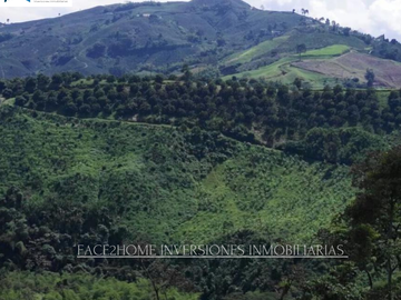 FINCA EN VENTA PRODUCCIÓN   AGUACATERA SANTA ROSA DE CABAL