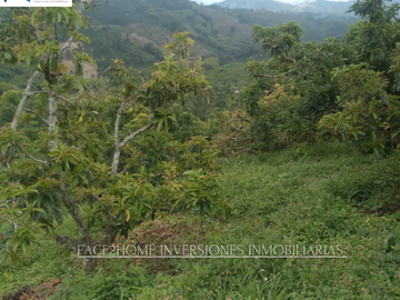 FINCA EN VENTA PRODUCCIÓN   AGUACATERA SANTA ROSA DE CABAL