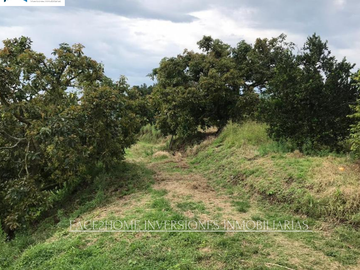 FINCA EN VENTA PRODUCCIÓN   AGUACATERA SANTA ROSA DE CABAL