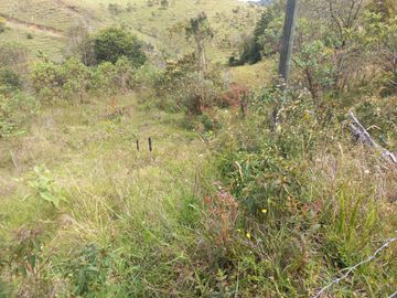 VENDO FINCA DE TRABAJO EN CONCEPCIÓN ANTIOQUIA.