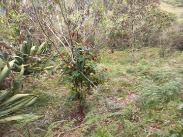 VENDO FINCA DE TRABAJO EN CONCEPCIÓN ANTIOQUIA.