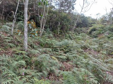VENDO FINCA DE TRABAJO EN CONCEPCIÓN ANTIOQUIA.