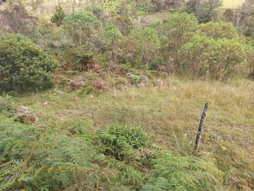 VENDO FINCA DE TRABAJO EN CONCEPCIÓN ANTIOQUIA.