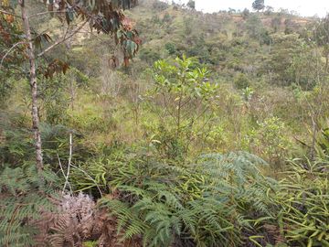 VENDO FINCA DE TRABAJO EN CONCEPCIÓN ANTIOQUIA.